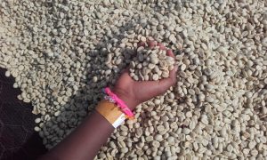 Celebrating Coffee in Kiambu