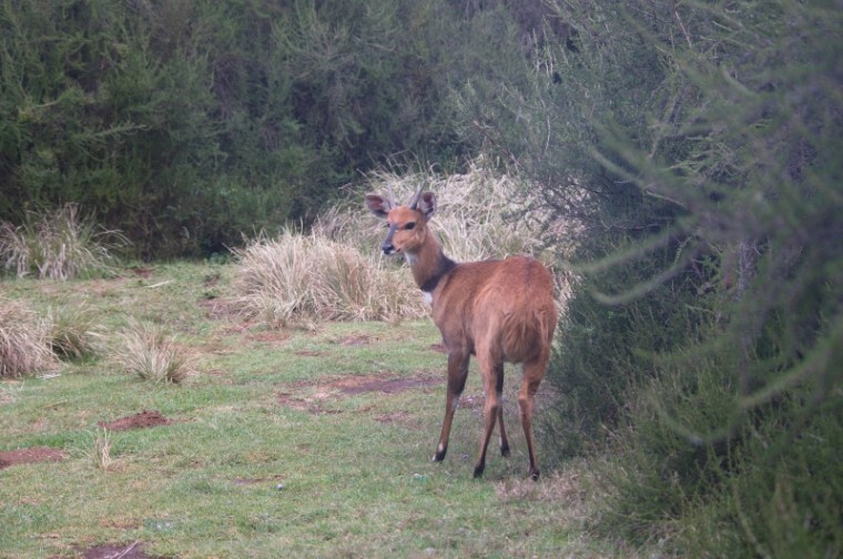 bushbuck_aberdare_lborghesio_2016_15-800x531