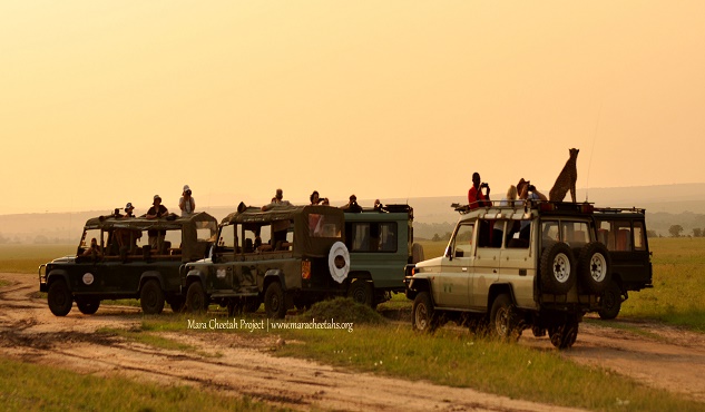Cheetah on vehicle in the Mara