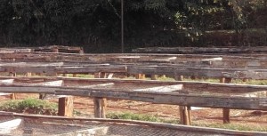 Celebrating Coffee in Kiambu