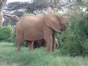 Towering Beauties, Samburu National Reserve