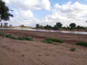 Towering Beauties, Samburu National Reserve