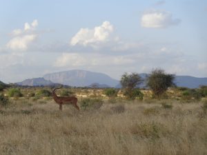 Towering Beauties, Samburu National Reserve