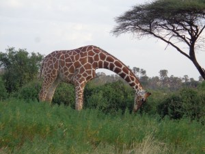 Towering Beauties, Samburu National Reserve
