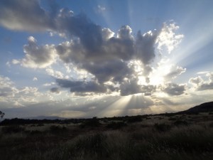 Towering Beauties, Samburu National Reserve