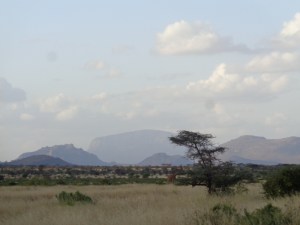 Towering Beauties, Samburu National Reserve