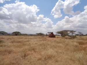 Searching for Stripes