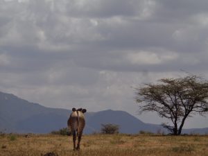 Searching for Stripes