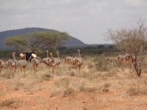 Towering Beauties, Samburu National Reserve