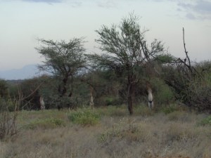 Towering Beauties, Samburu National ReserveTowering Beauties, Samburu National Reserve