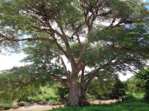 Wandering through Laikipia