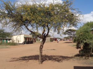 Wandering through Laikipia