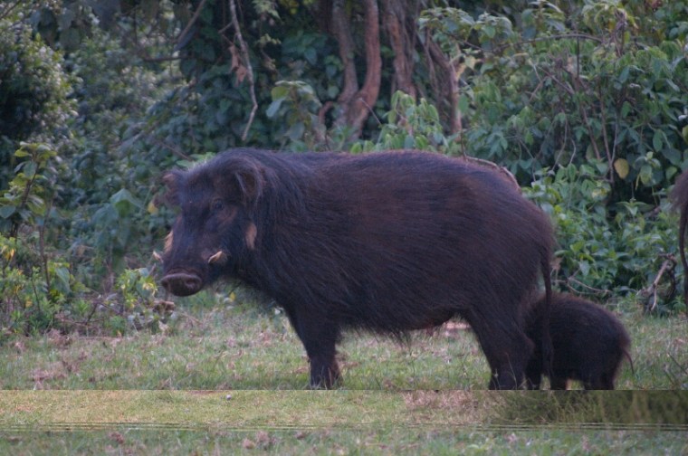 giantforesthog_aberdare_lborghesio_2016_01-800x531