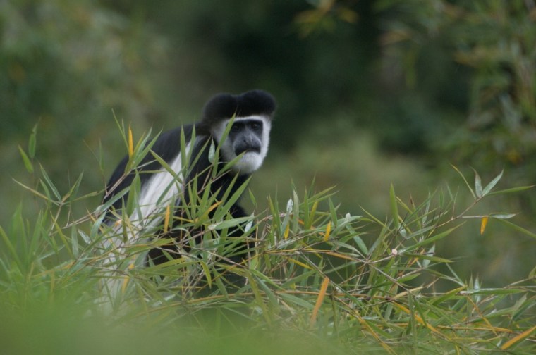 Guereza colobus monkey aberdares range kenya