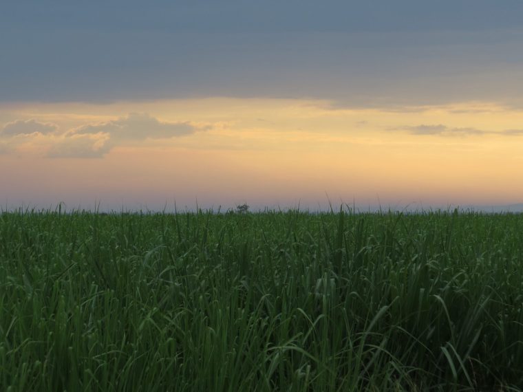 The Charm of Chemelil