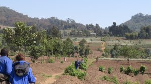 Mountain Gorillas of Rwanda