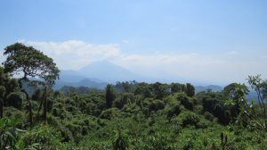 Mountain Gorillas of Rwanda
