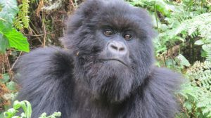 Mountain Gorillas of Rwanda