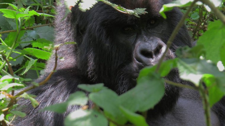 Rwanda Mountain Gorillas