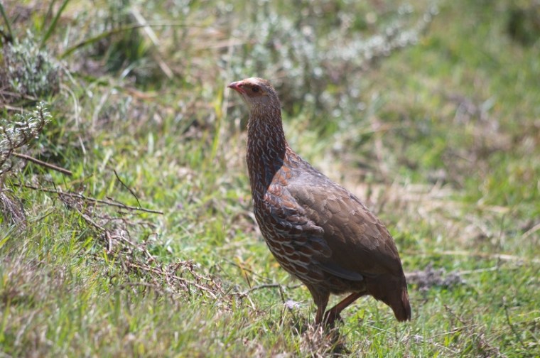 Jackson's francolin on the Aberdares
