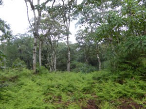 Kinale Forest Aberdares