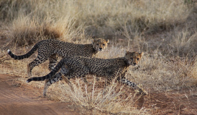 action for cheetahs in Kenya