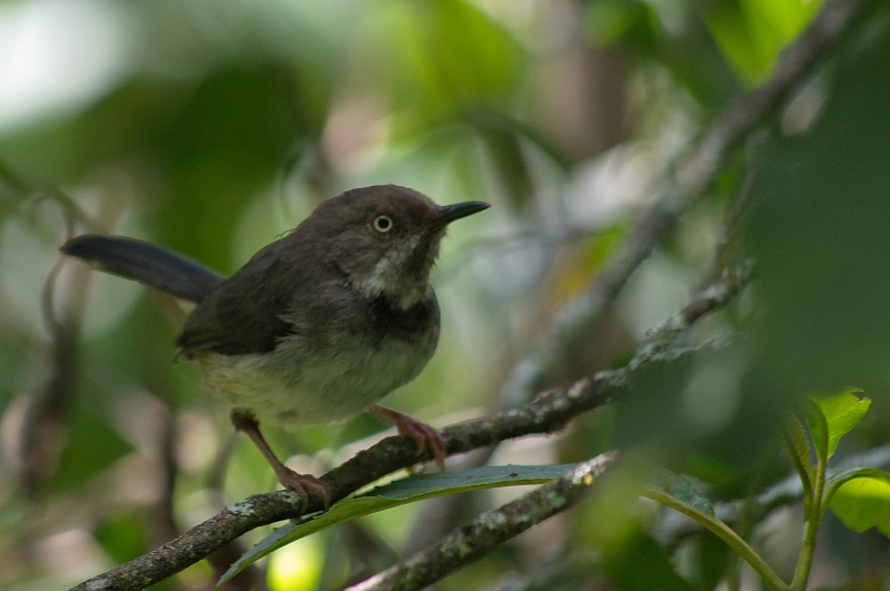 Taita apalis in Taita Hills