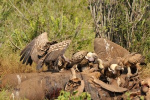 White backed vultures at carcass