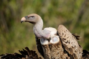 White backed vulture