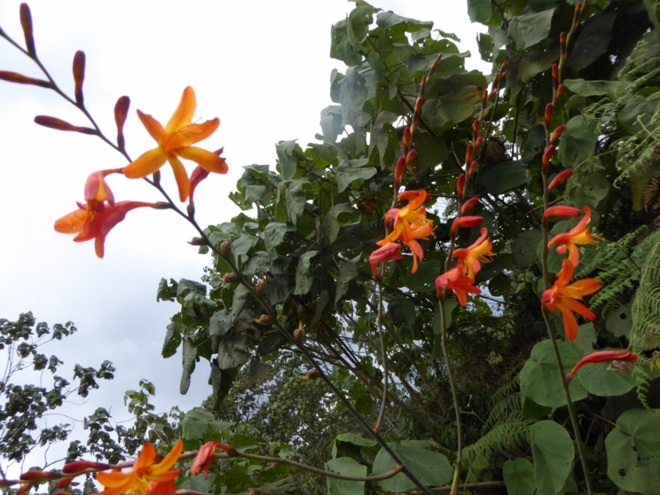 Kinale Forest Southern Aberdare- flowers in bloom