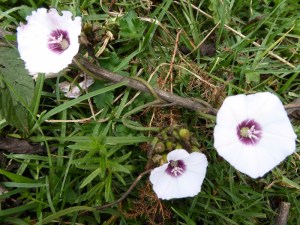 Wild flowers in Kinale forest in southern Aberdares