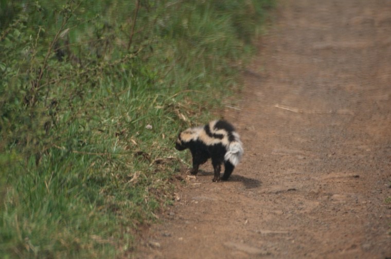 Zorilla kenya aberdares