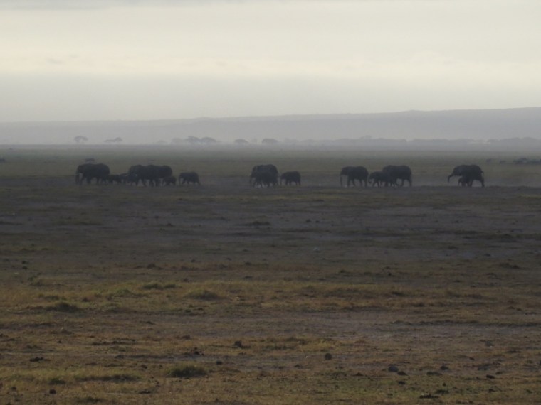 elephants-in-amboseli-heading-to-swamps-oct-2016-copyright-maya-mangat-800x600