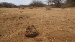 Months-old dry elephant dung near a waterless lake outside Amboseli National Park