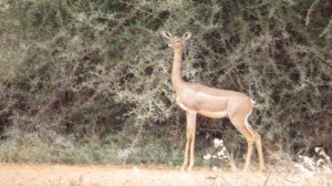 gerenuk amboseli