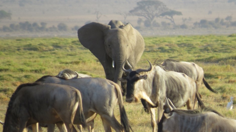Amboseli elephant and wildebeest