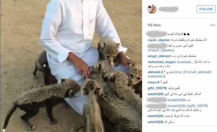 Photo 2015-02-24: Caption: Screenshot of Instagram post offering 8 cheetah cubs for sale in Saudi Arabia. Credit: Screenshot captured by Cheetah Conservation Fund.