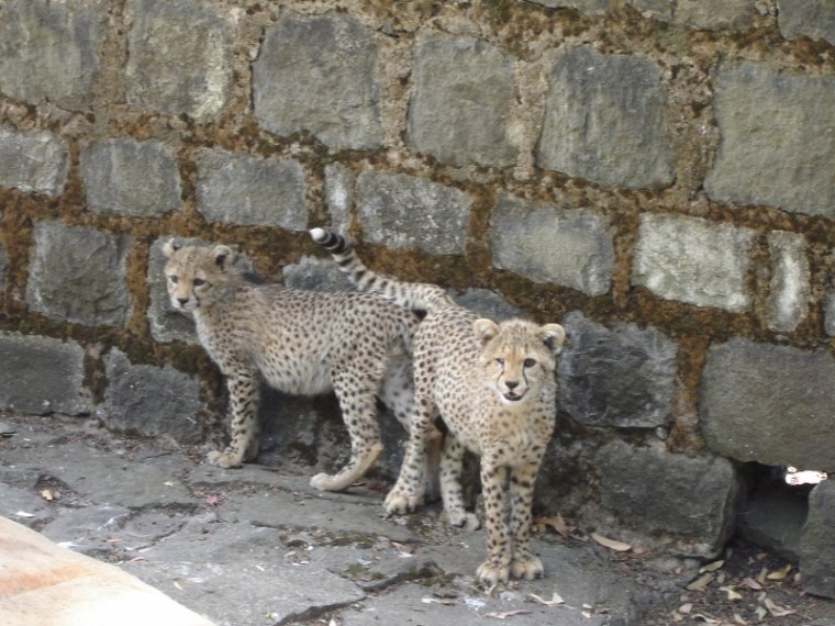 Scout and Patch, two 3-month old cubs reported to CCF by a US Marine soldier and confiscated from a restaurant in Gedo, Ethiopia in 2005 by the Ethiopian Environmental Protection Authority. Both cubs died a few months later. © Befekadu Tefera, 2005.