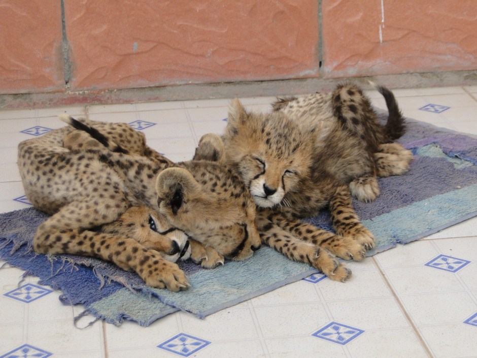 Cheetah cubs confiscated from the illegal pet trade in the Somali region of Somaliland. The cub on the bottom had just died due to inadequate care. The other two cubs