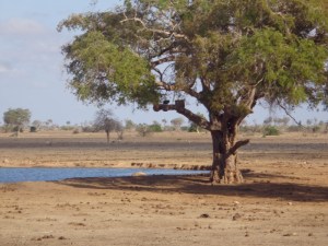 The waterhole at Satao Camp with a webcam to 'catch' animals at the waterhole