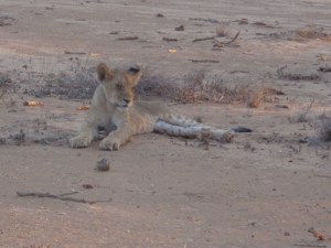 And one of the cubs with her in Tsavo East National Park