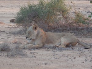 Lioness in Tsavo East National Park