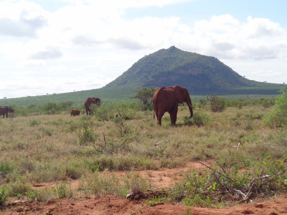 The iconic red elephants of Tsavo