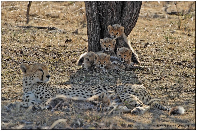 wild-cheetahs-cubs-with-their-mother-in-the-masai-mara-karl-andreas-wollert-1024x682