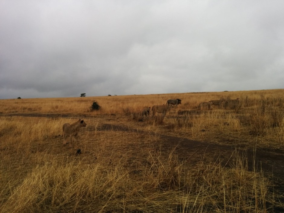 Lion pride in Nairobi National Park