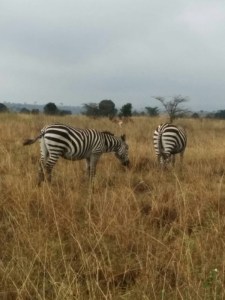 Zebra on the plains of Nairobi National Park