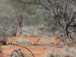 Gerenuk or giraffe-necked antelope or Swala twiga of the northern drylands