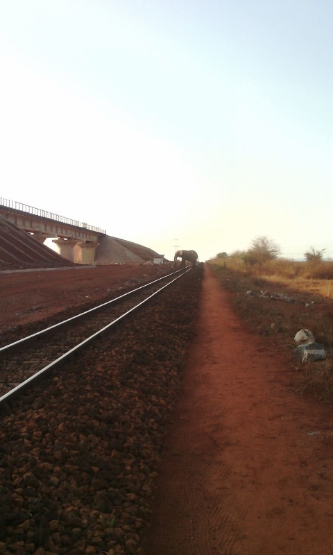 An elephant crossing the old Meter gauge railway