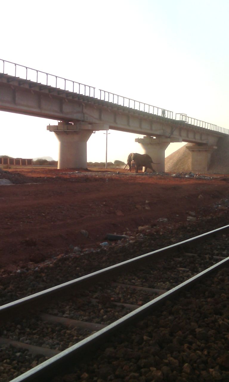 Elephant crossing under the bridge of the new SGR crossing point.