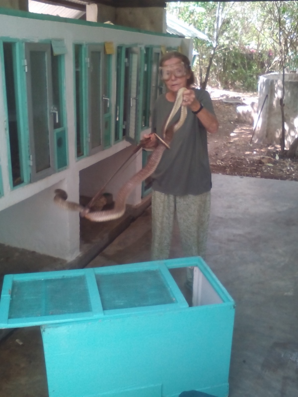 Sanda Ashe handling cobra. Picture courtesy